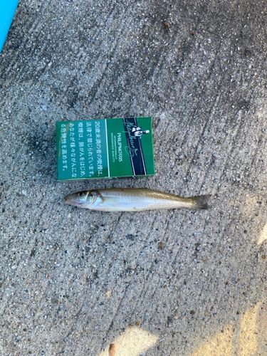 松川浦漁港