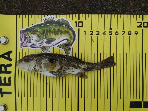 クサフグの釣果