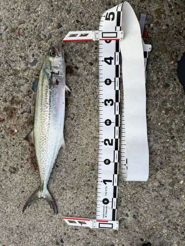サゴシの釣果