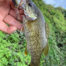 スモールマウスバス