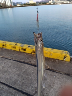 タチウオの釣果