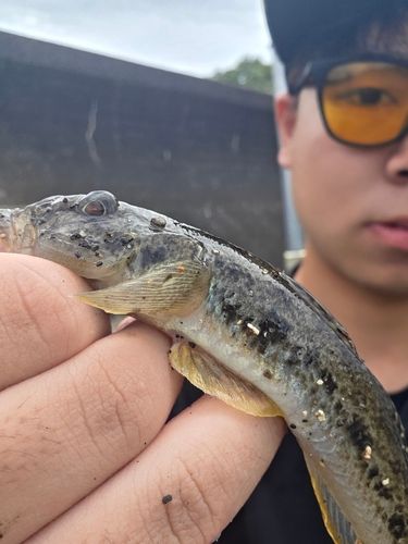 ハゼの釣果
