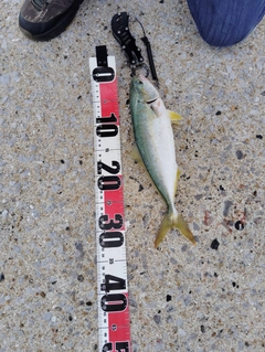 ヤズの釣果