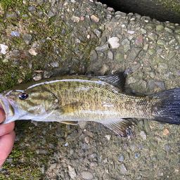 スモールマウスバス