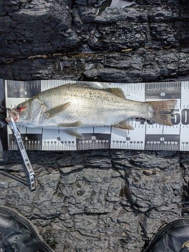 ヒラスズキの釣果