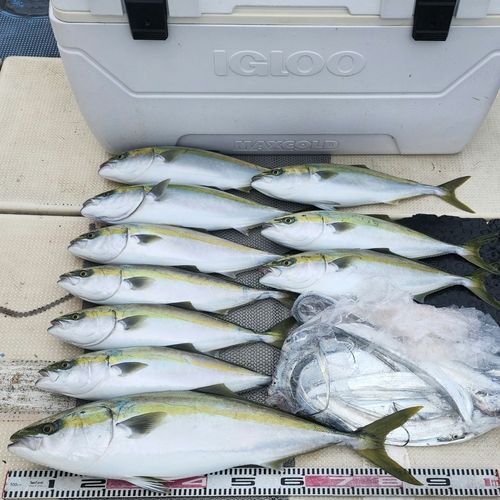 ブリの釣果
