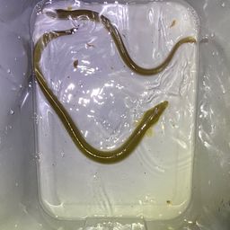 ウナギ