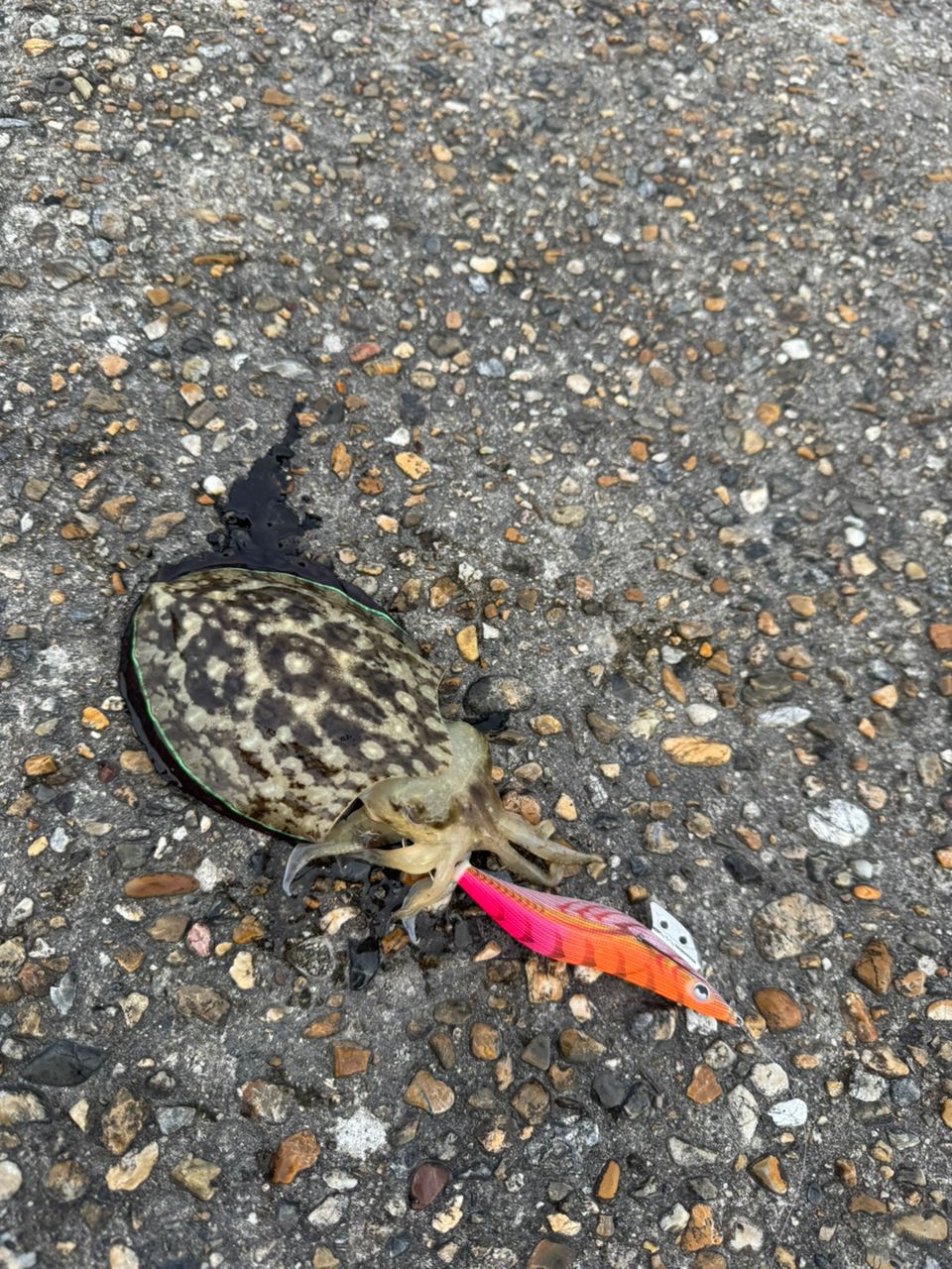 コウイカ