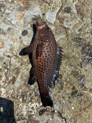 オオモンハタの釣果