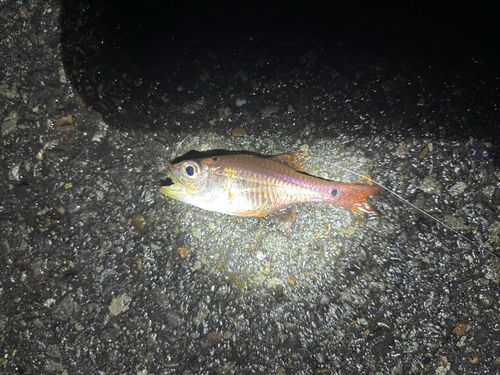 ネンブツダイの釣果