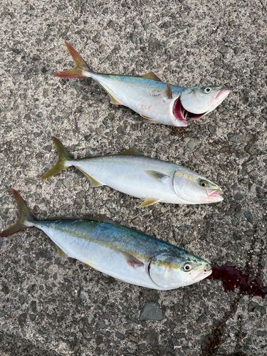 ツバスの釣果