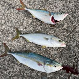 ツバス