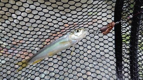 カワムツの釣果