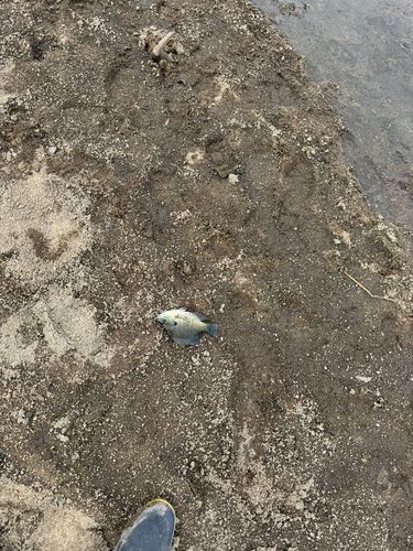 ブルーギルの釣果