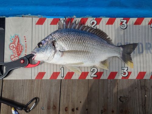 キビレの釣果