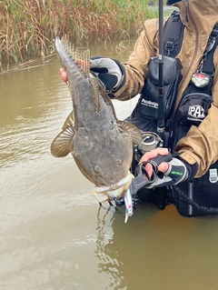 マゴチの釣果