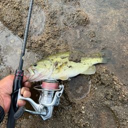 ラージマウスバス