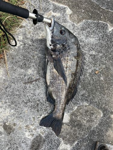 チヌの釣果