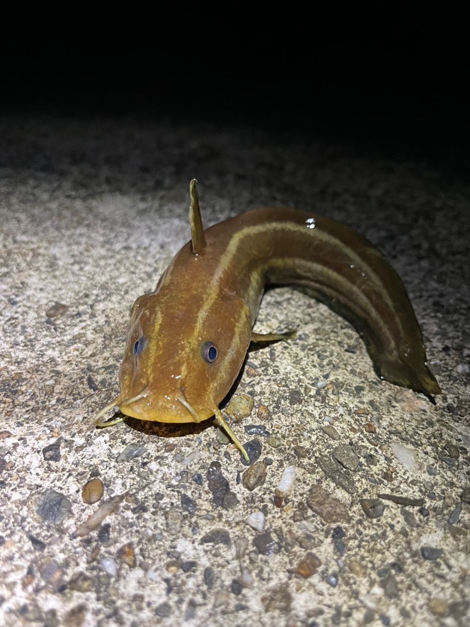 ≪'17年10月新商品！≫ ダイワ 小継せとうち・E 3号-30・E 〔仕舞寸法 84cm〕 ≪\u002717年10月新商品！≫ ダイワ 小継せとうち・E 3号-33・E