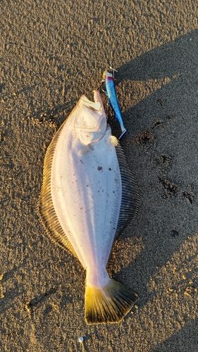 鳴瀬川河口