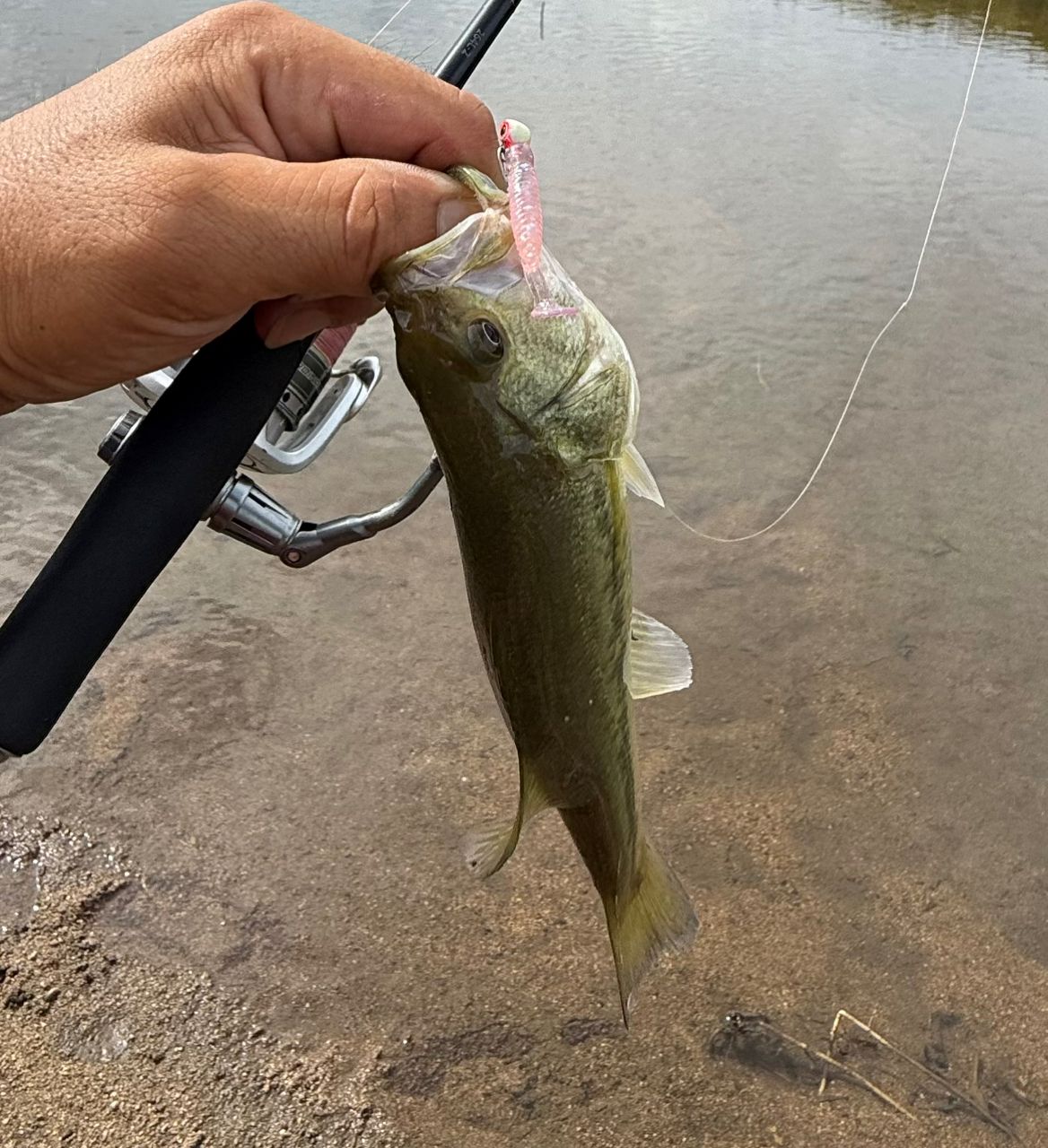 ラージマウスバス