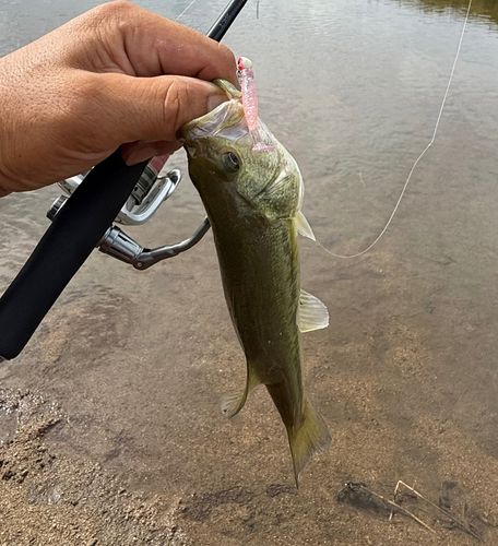 ラージマウスバスの釣果