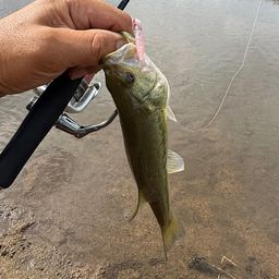 ラージマウスバス