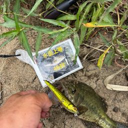 ラージマウスバス