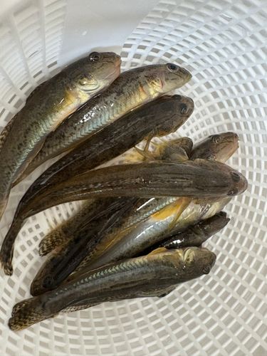 ハゼの釣果