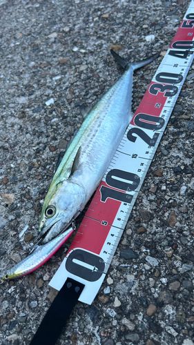 サゴシの釣果