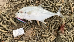 オニヒラアジの釣果