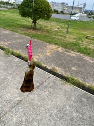 広島湾