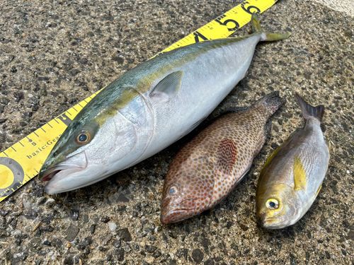 ハマチの釣果