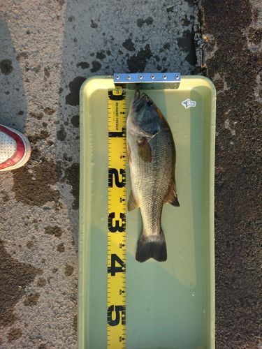 ブラックバスの釣果