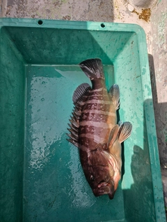 マハタの釣果