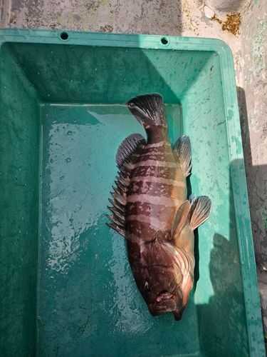 日立沖