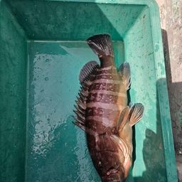 マハタ