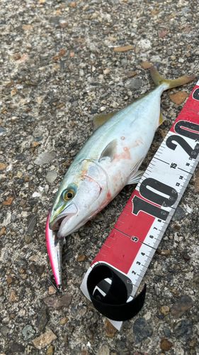 ツバスの釣果