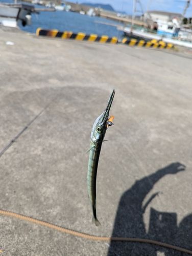 ダツの釣果