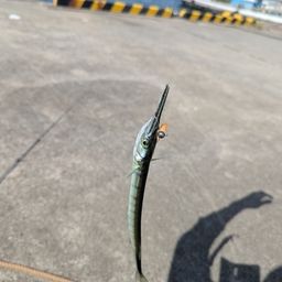 ダツ