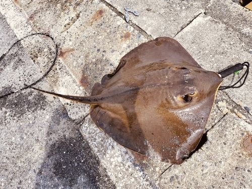 アカエイの釣果