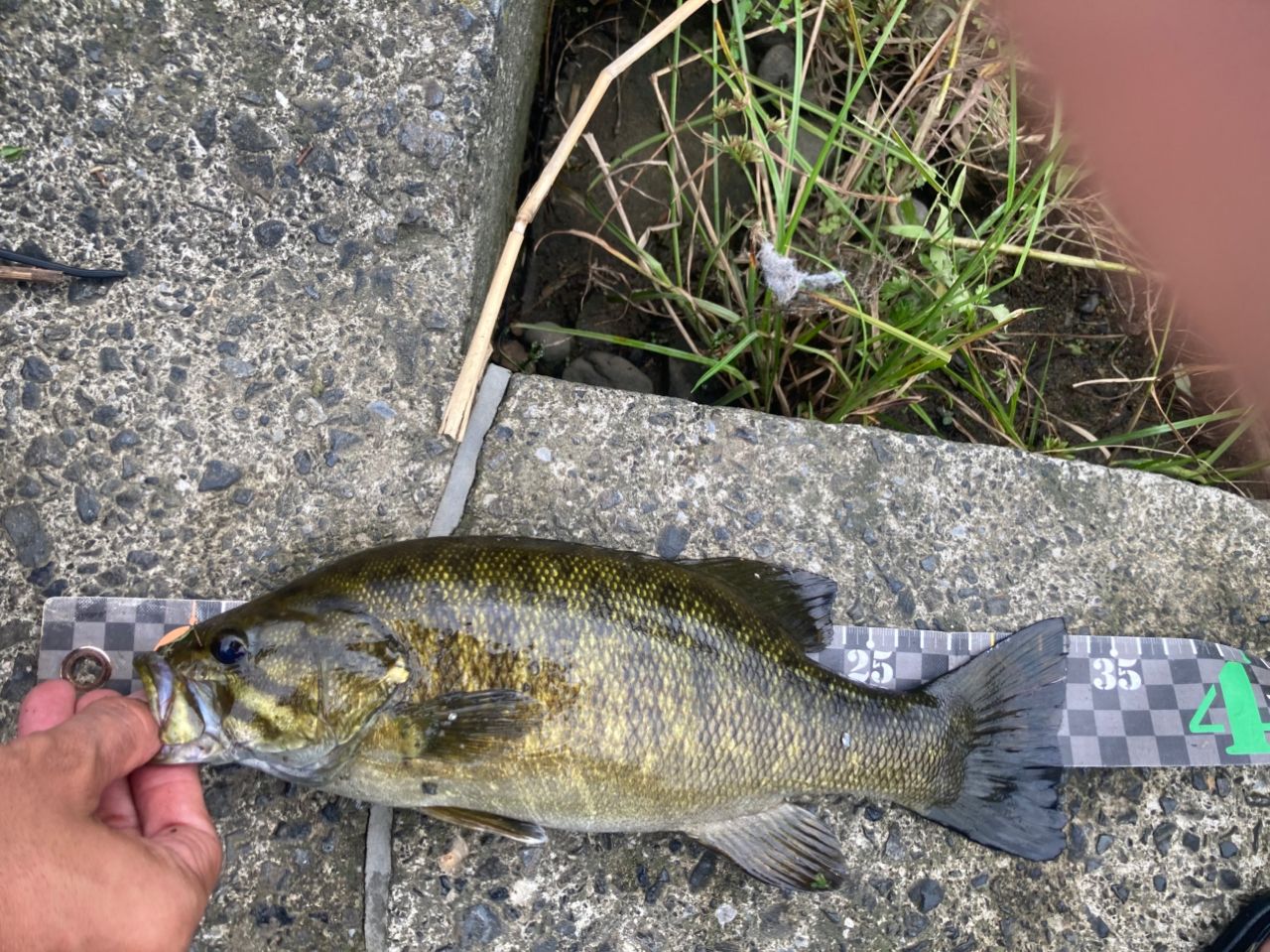 スモールマウスバス