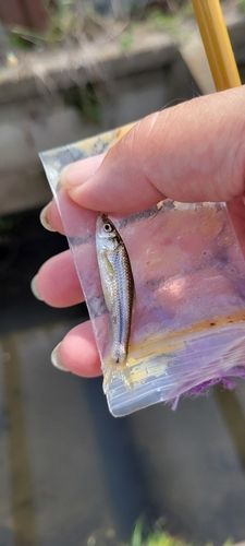 タモロコの釣果