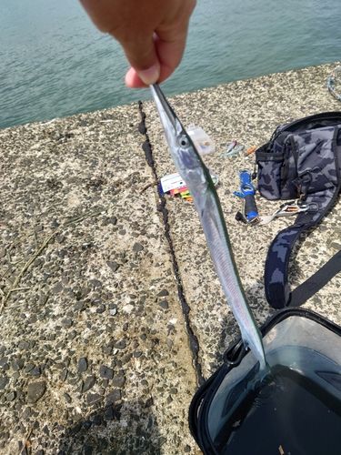 ダツの釣果