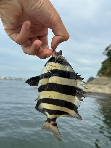 サンバソウの釣果