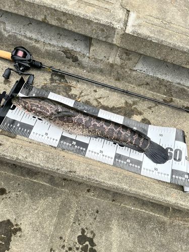 カムルチーの釣果