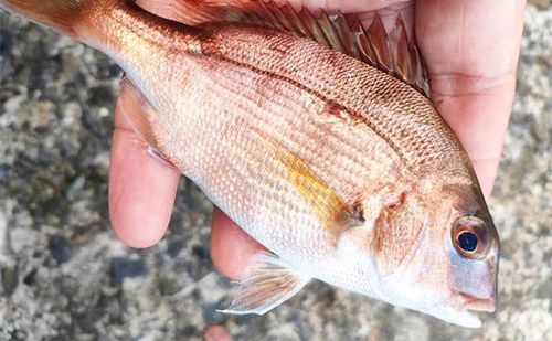 タイの釣果