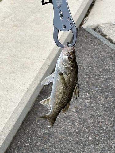釣果