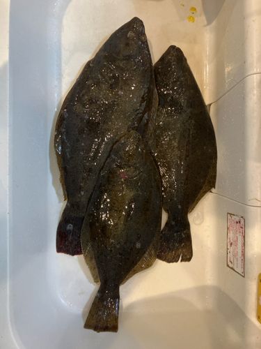 ヒラメの釣果