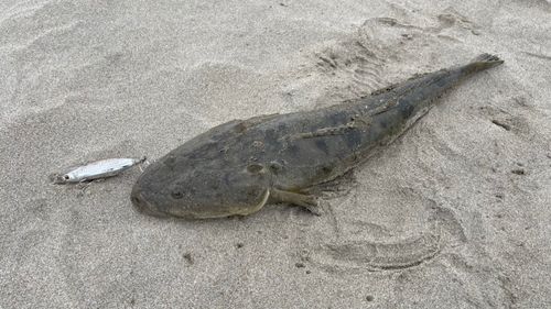 マゴチの釣果